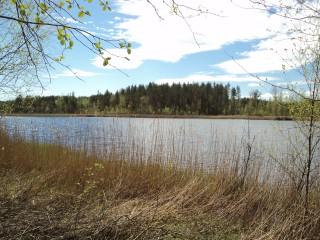Sarkasenlampi